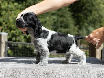 Cocker spaniel · Trollhättan · Perchwater