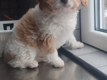 Hjortkvarns Cavapoo