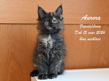 Maine Coon · Ugglarp · WH Jolly Tail’s