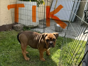 Olde English Bulldogge · Malmö · Ulrika L.