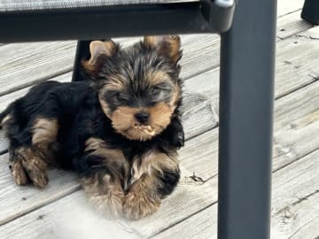 Mount Yorkie