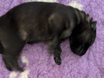 Tysk Schäferhund · Bjerringbro · Team Buddi