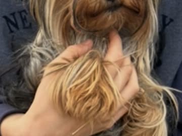 Yorkshire Terrier · Fors · Natalija N.