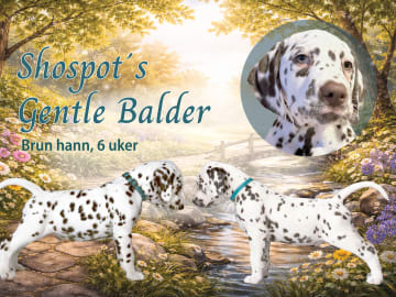 Dalmatian · Frekhaug · Kennel Shospot