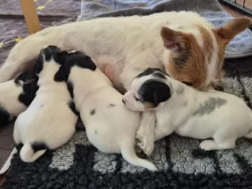 Parson russell terrier · Ljungsbro · Tinchens