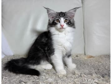 Norsk skogkatt