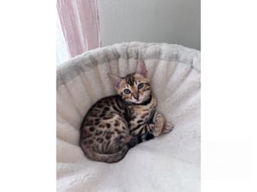 Bengal · Grästorp · SE*Pawspots