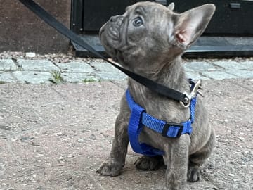 Fransk bulldogg · Norrköping · Emiras frallor