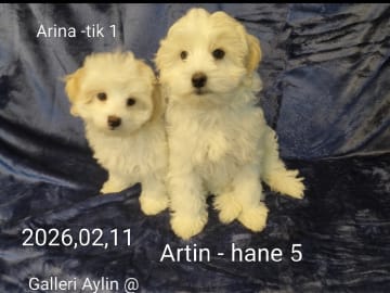 Söta valpar