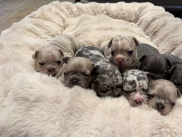 French Bulldog · Hörby · Chubby cheeks