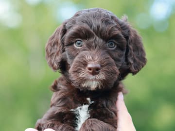 Bernedoodle · Spekeröd · Hagendalens