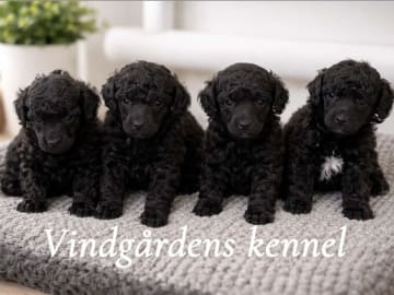 Vindgårdens kennel
