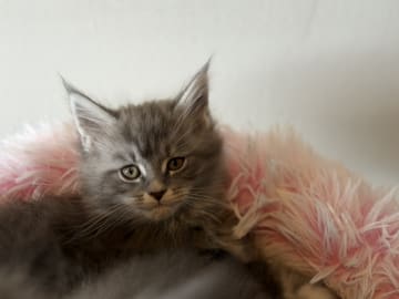 Maine Coon · Östra Ljungby · Höjden’s Lynx