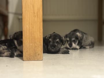Miniature Schnauzer · Partille · Encalnas' Kennel