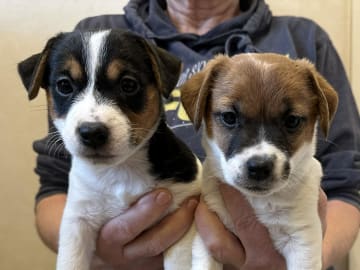 Limelight Kennels