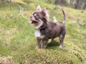 Chihuahua · Karlstad · Zusanna D.