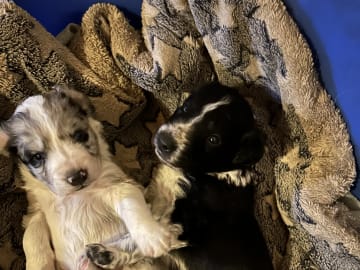 Border colliemix · östhammar · Ranch Siikavaara