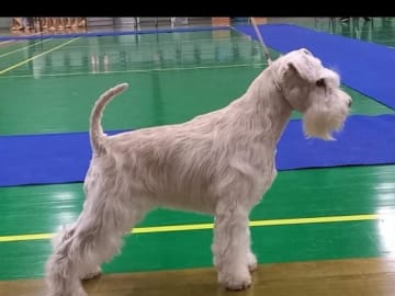 Dvärgschnauzer · Svedala · Tabus Dream