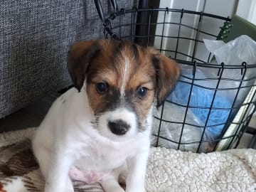 Jack russell terrier · Bjarkøy · Marita M.