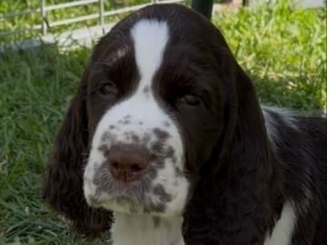 Engelsk springer spaniel · Rockneby · Starflame's