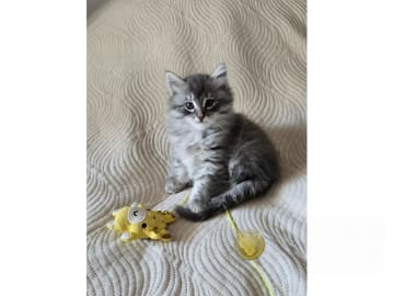 Sibirisk katt · Kävlinge · SE *Lila Skrälle