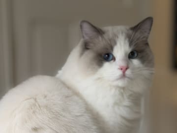 Ragdoll · Bjärnum · Medina’s Dolls