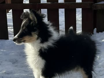 Shetland sheepdog