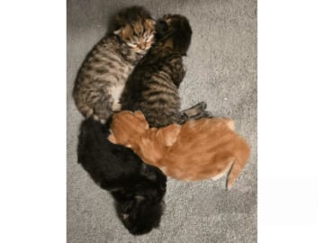 Sibirisk katt · Hofors · SE*Fazette's