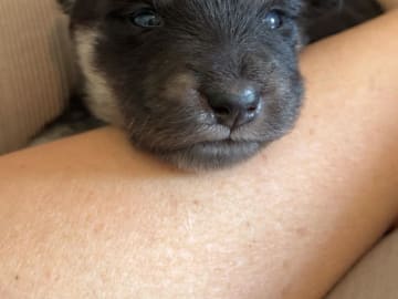 Finsk lapphund · Åby · Finsk lapphund - Angel´s Share