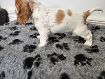Cocker spaniel · Enhörna · Norris Dream Cocker