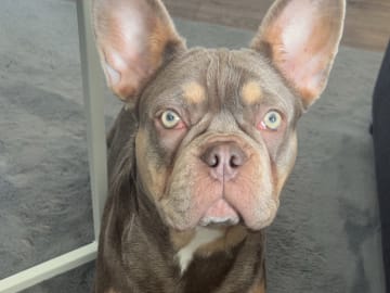 Fransk bulldogg · Knäred · Pontiacbulldogs