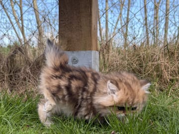 SE*Lilla Kattmakeriet