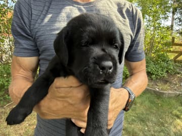 Labrador retriever · Huddinge · Apitas Hundar