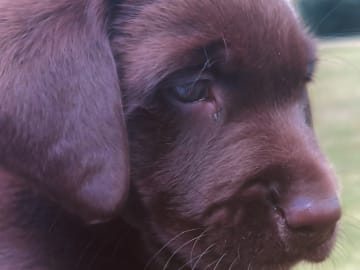 Värmdö kennel