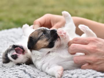 Jack Russell terrier · Vaxholm · My Workingdogs