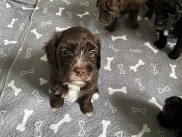 Labradoodle · Skultuna · Björn M.