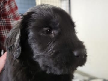 Flatcoated retriever · Piteå · Flatham's