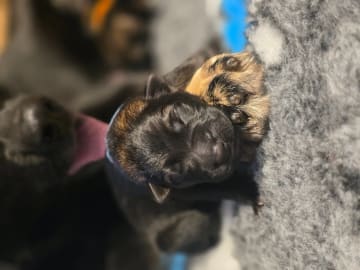 German Shepherd Dog · Saksvik · Hundhamaren