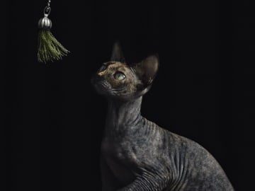 Sphynx · Solna · Kattis B.