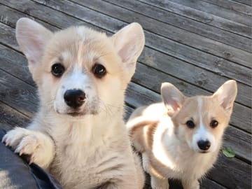 Welsh corgi pembroke · Tobøl · Karianne Cowle Øverby