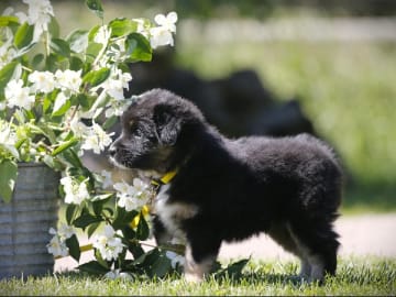 Miniature american shepherd · Hjo · Amazing Sun Fairy