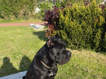 Cane corso · Aalborg · Kasper A.