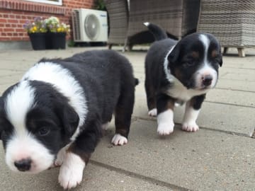 Miniature american shepherd · Roslev · Anne Lene Lindberg Bundgaard