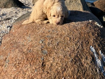 Maltipoo · Kirkholt · Ellinor C.