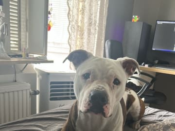 American Bully · Gävle · Evelina B.