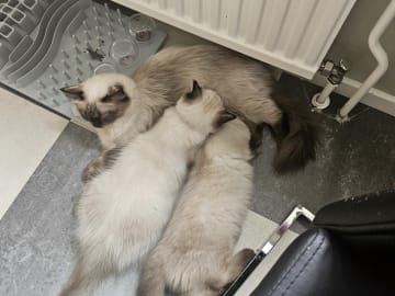 Ragdoll · Sollentuna · Viktoria J.