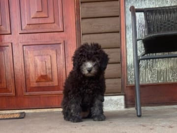 Shihpoo