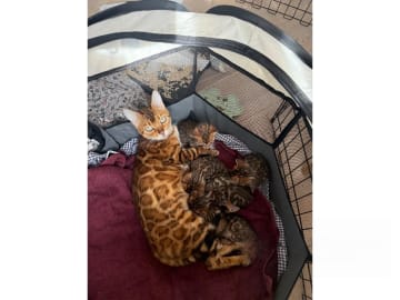 Bengal · Ekerö · SE*ExoticJungleCats