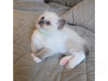 Ragdoll · Ankarsvik · SE*Stenvik's