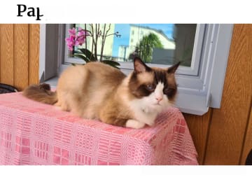 Ragdoll · Eskilstuna · Anders Söderberg